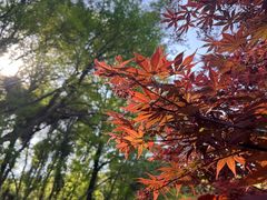 -南京市江宁方山