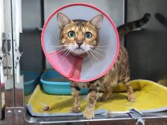 -美联众合宠物医院·爱萌分院·内外科·猫科中心