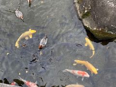 -水前寺成趣园