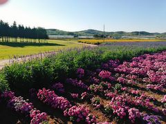 -莲花山花海
