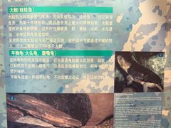 -上海海洋水族馆