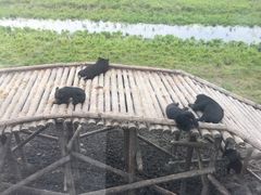 -黑瞎子岛探秘野熊园