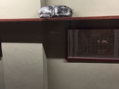 -猫咪博物馆(顶澳仔猫街店)