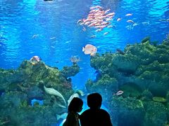 -芜湖新华联大白鲸海洋公园