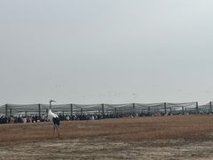 -盐城丹顶鹤湿地生态旅游区
