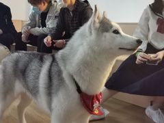 -Husky Go! 哈士奇体验馆·宠物咖啡厅狗咖