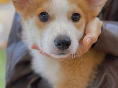 -柯斗斗主题餐厅·狗咖·围炉煮茶·茶饮(国瑞升平里店)