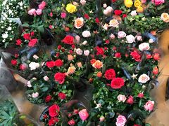 -双季花艺园艺市场(浦东店)