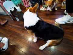 -柯斗斗主题餐厅·狗咖·围炉煮茶·茶饮(国瑞升平里店)