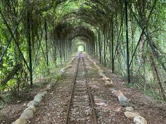 -合肥滨湖国家森林公园