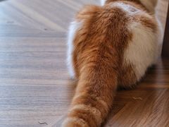 -飞行喵MR PILOT|猫舍·猫咖(静安大融城店)