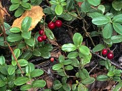 -莫尔道嘎国家森林公园