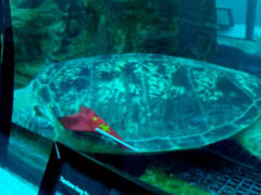 android_upload_pic-乐从天佑城海洋馆