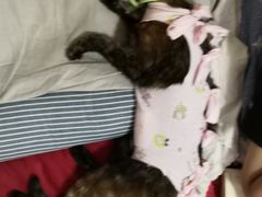 -纳吉亚猫专科动物医院博雅分院