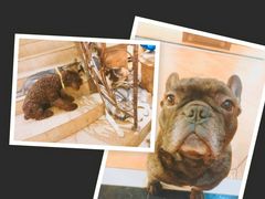 -more than meow吴止猫主题餐厅(承德 中船汇店)