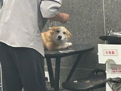 -宠物家(大兴旧宫店)