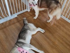 -Husky Go! 哈士奇体验馆·宠物咖啡厅狗咖