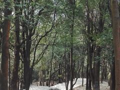 -火炉山森林公园