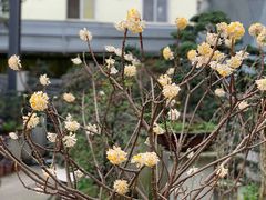 -金科花卉市场