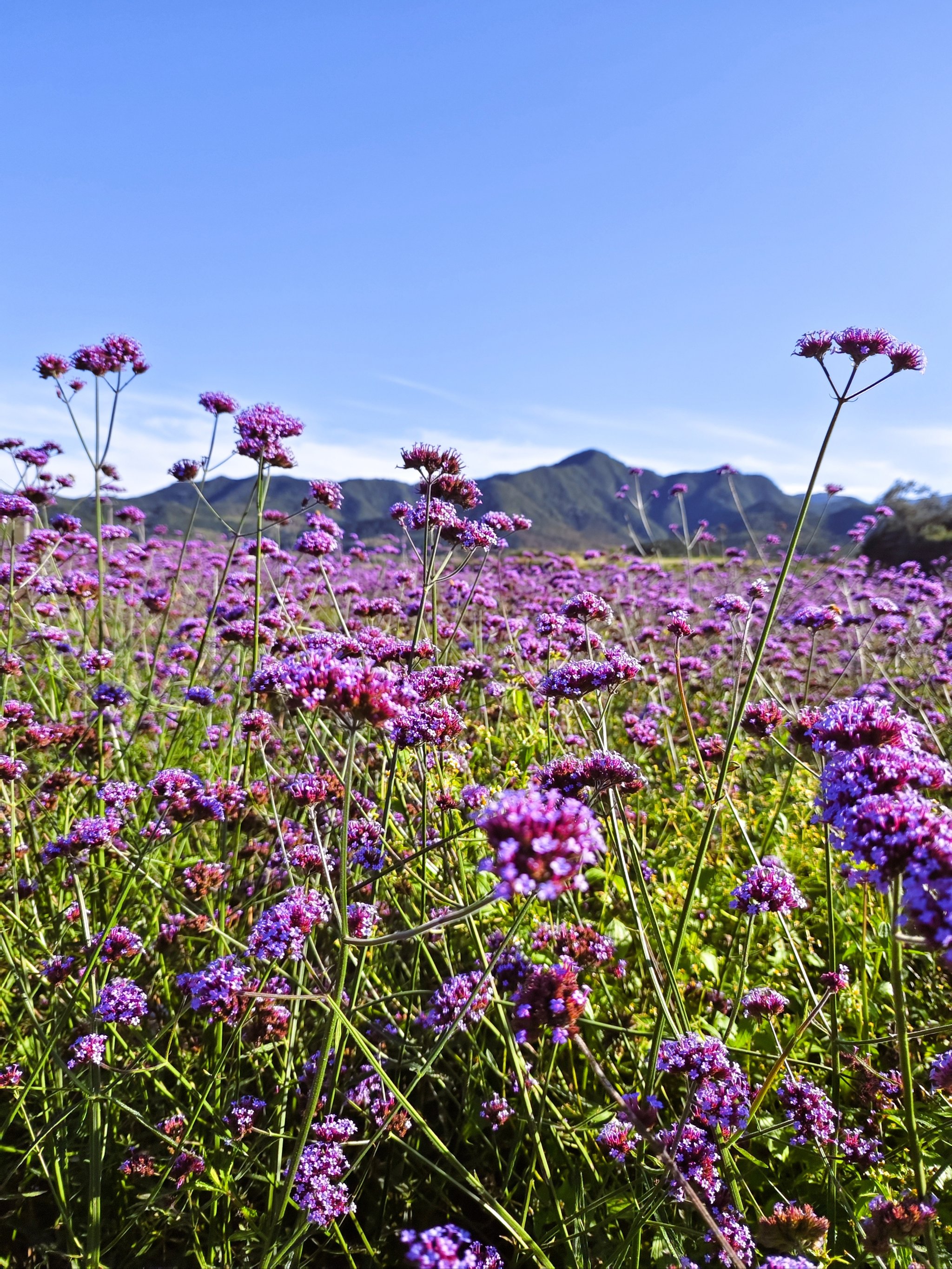 紫色的花海