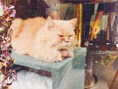 -有猫主题·治愈系猫咖(曾厝垵店)