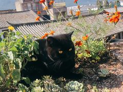 -喵屿·大理花园猫咖