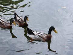 -华雅花园大酒店