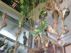 碳烧响螺-郑厨私房菜
