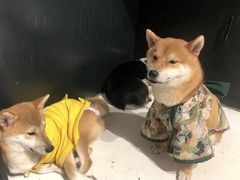 -猫色咖啡·猫咖