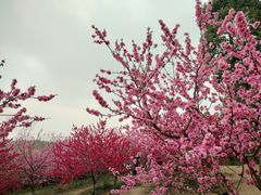 -秀丽东方