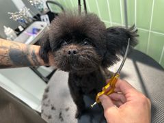 -小呆的宠物店·宠物售卖·宠物寄养(城西店)