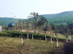 -铁山坪森林公园