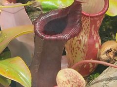 -北京植物园-展览温室