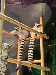 -Zoolung Zoolung动物主题公园(海信广场店)