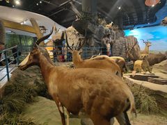 -陕西自然博物馆