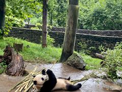 -都江堰中华大熊猫苑