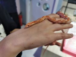 -Moni星球萌宠·小马宝莉·灵蛇·高端高阶全萌宠互动体验俱乐部(红豆国际广场店)