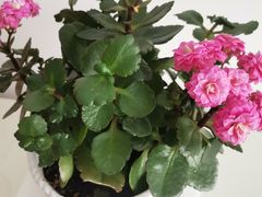 -宜昌富力皇冠假日酒店·咖啡1号西餐厅