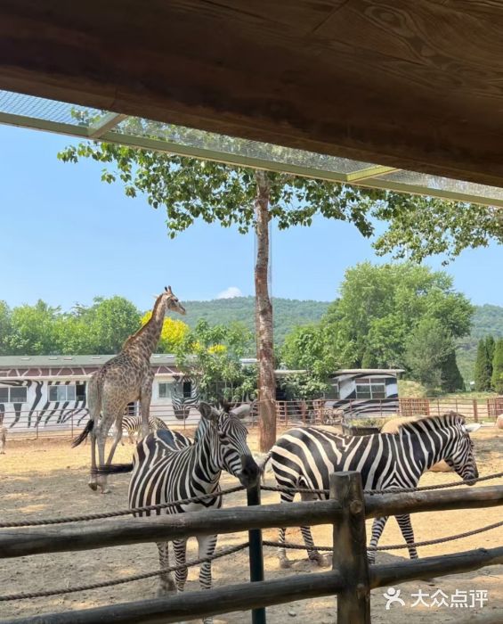 大连森林动物园图片