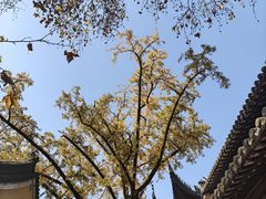 -灵谷景区
