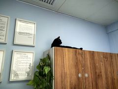 -纳吉亚猫专科动物诊疗中心(蒋宅口分院)