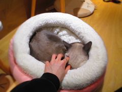-滚猫咖啡·猫咖·猫友好撸猫(未来城店)