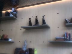 -飞行喵MR PILOT|猫舍·猫咖(静安大融城店)