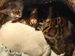 -遇见羊驼·奶狗咖·布偶猫咖·法斗柯基柴犬阿拉斯加(春熙路太古里IFS店)