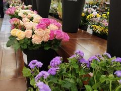 -荷兰花海