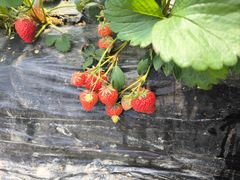 -小鱼草莓采摘园农家乐·小鱼餐厅