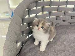 -lincat·猫舍(广州店)