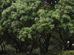 -荔香公园