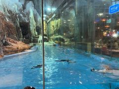 -帝企鹅自助餐厅•儿童岛•真企鹅(长隆企鹅酒店)