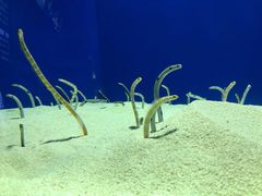 -上海海洋水族馆